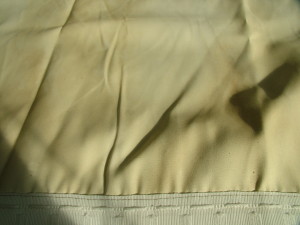 Burnt Brown .Only 12 Months Old.